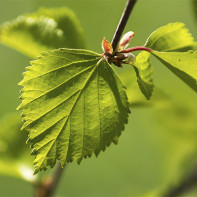 Photo of birch leaves 4