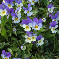 Une photo de la violette tricolore 3