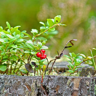 Photo de feuilles d'airelles rouges