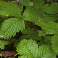 Photo of strawberry leaves 2