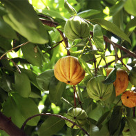 Photo of Garcinia fruit 3