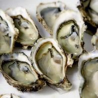 Photo of oysters 4