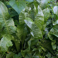 Photo of horseradish leaves 5