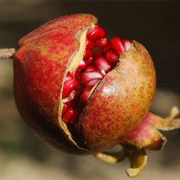 Picture of pomegranate 4