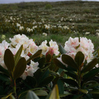 Foto af kaukasisk rhododendron 2