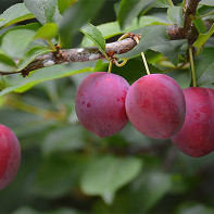 Photo of plums 3