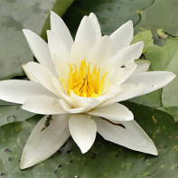 Photo of water lily 5