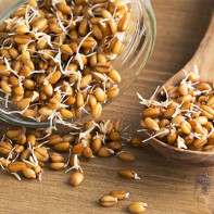 Photo of sprouted wheat