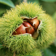 Photo of an edible chestnut