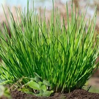 Photo of chives 3