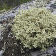 Photo of Icelandic Moss