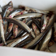 Photo of anchovies 3