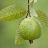 Guave Foto 5