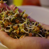 Photo of Sprouted Lentils 3