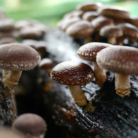 Photo de champignons shiitake