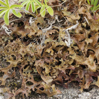 Photo of Icelandic moss 4