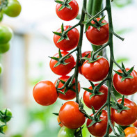 Photo tomates cerises 3
