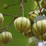 Photo of Garcinia fruit 4