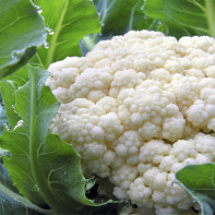 Photo of the cauliflower 4