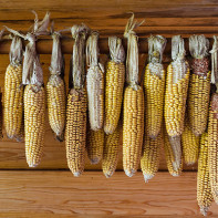 Fotografie sušené kukuřice 2