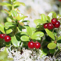 Picture of cowberry leaves 3