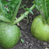 Photo of green radish 3