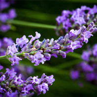 Lavender photo 3