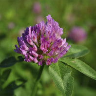 Photo of red clover 4
