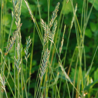 Photo de l'herbe de blé 3