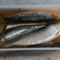 Photo of salted herring