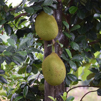 Jackfruit photo 5
