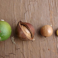 Photo of macadamia nut 4