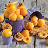 Picture of apricots 2