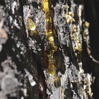 Photo of pine oleoresin 2