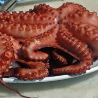Photo of octopus 2