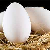 Photo d'œufs d'oie