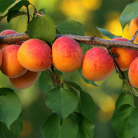 Picture of apricots