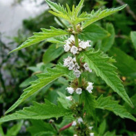 Photo of herb cnemonic 2