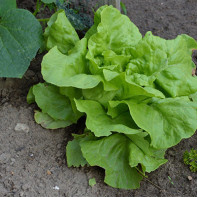 Photo de la salade de feuilles