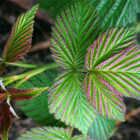 Photo of raspberry leaves 3
