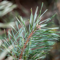 Photo of pine needles 4