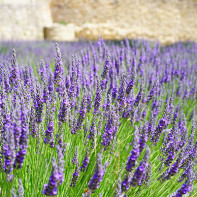 Lavendel Foto 2