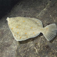 Flounder photo 6