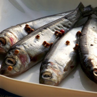 Photo of herring 3