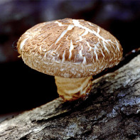 Photo des champignons shiitake 4