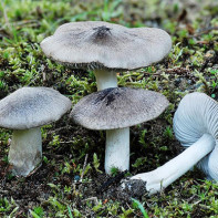 Photo des champignons du sorbier 2
