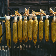 Fotografie sušené kukuřice 4