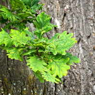 Photo of oak bark 4