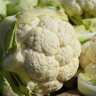 Photo of the cauliflower 3