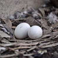 Photo d'œufs de pigeon